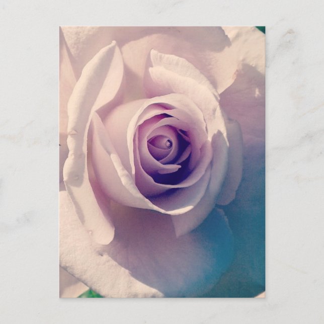 Violet Rose Holiday Postcard (Front)