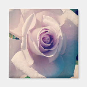 Violet Rose Magnet