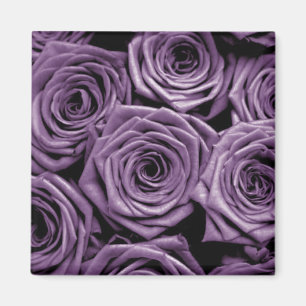 Violet Roses Magnet
