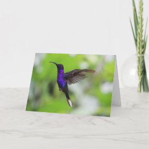 Violet Sabrewing Hummingbird Card