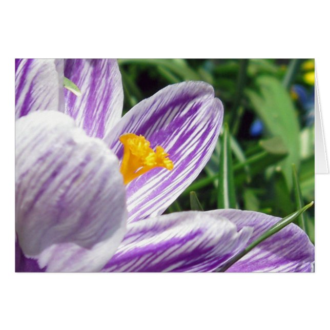 Violet spring crocus (Front Horizontal)
