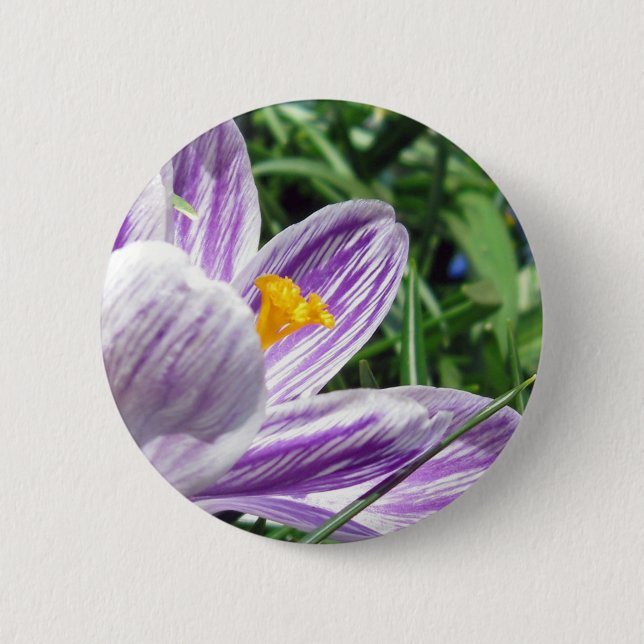 Violet spring crocus 2 inch round button (Front)
