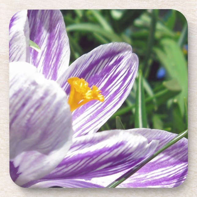 Violet Spring Crocus Coaster (Front)