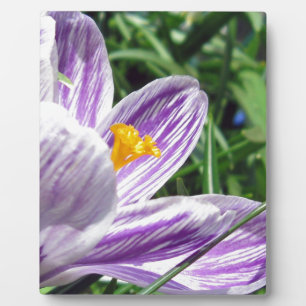 Violet spring crocus plaque