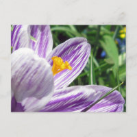 Violet spring crocus