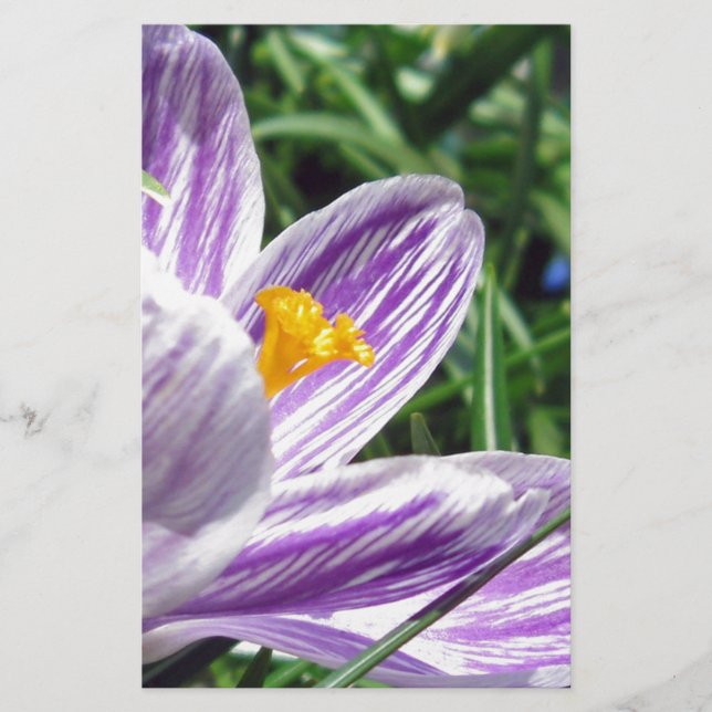 Violet spring crocus stationery (Front)