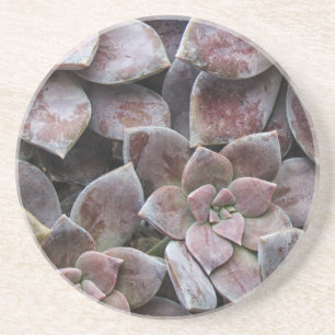 Violet Succulent Delight Coaster