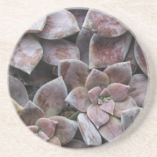 Violet Succulent Delight Coaster (Front)
