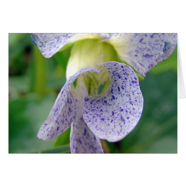 Violet tacheté (Devant horizontal)