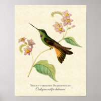 Violet-throated Starfrontlet Hummingbird Art Print