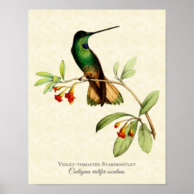 Violet-throated Starfrontlet Hummingbird Art Print (Front)