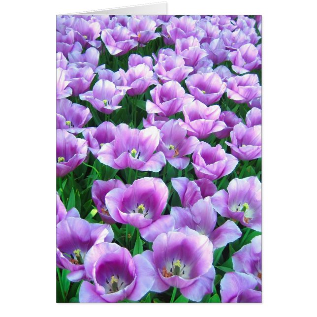 Violet tulips - Card (Front)