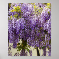 Violet Wisteria Flowers