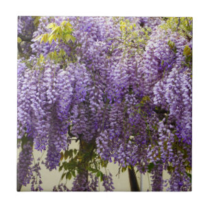 Violet Wisteria Flowers Tile