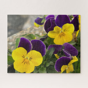 Violet yellow pansies jigsaw puzzle