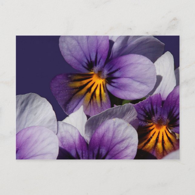 Violets Postcard (Front)