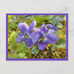 violets  postcard