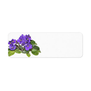Violette africaine