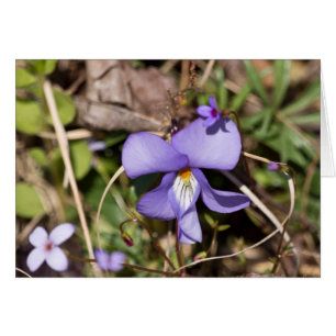 Violette pied-d'oiseau avec bluets