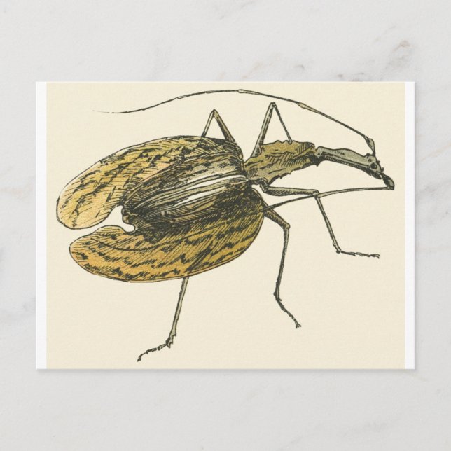 Violin Beetle Postcard (Front)