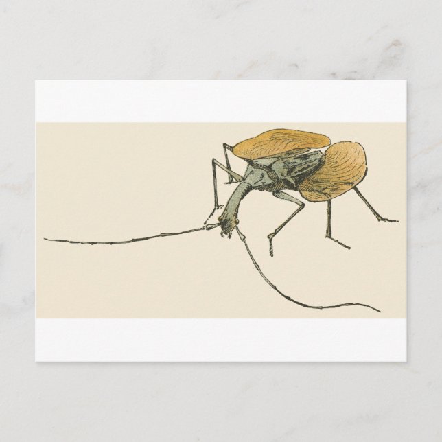 Violin Beetle Postcard (Front)