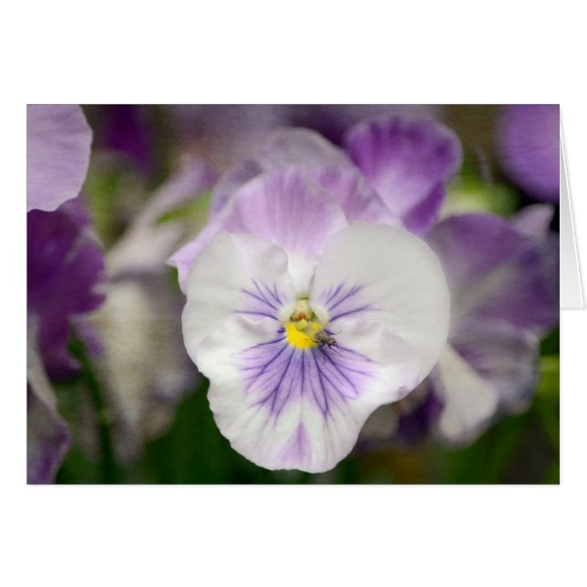 Violons violets et blancs par Shirley Taylor (Devant horizontal)