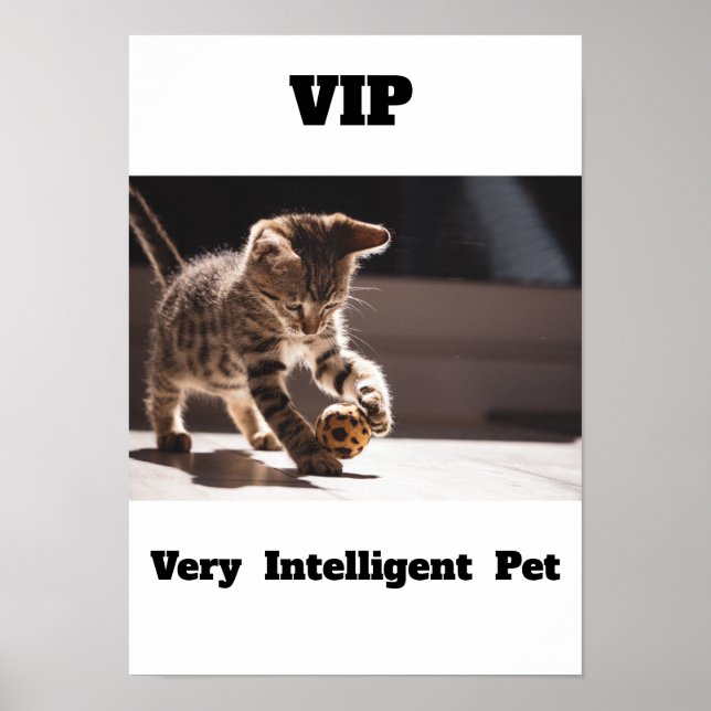 VIP  Very Intelligent Pet Adorable cat  Poster    (Front)