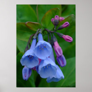 Virginia Bluebells, affiche