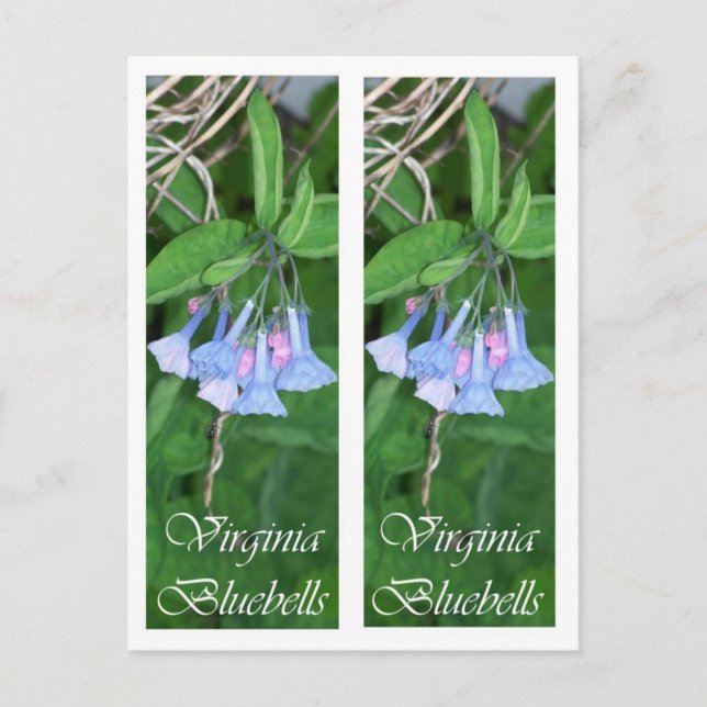 VIRGINIA BLUEBELLS BOOKMARKS POSTCARD (Front)