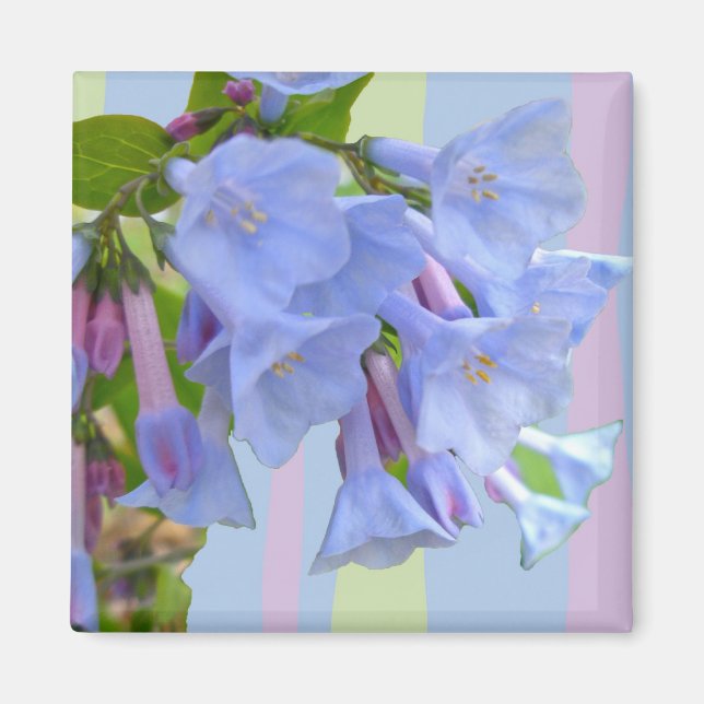 Virginia Bluebells Wildflower Magnet (Front)