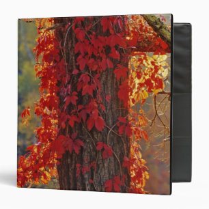 Virginia Creeper bright red in autumn at Binder