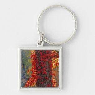 Virginia Creeper bright red in autumn at Keychain