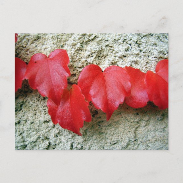 Virginia Creeper Leaves Postcard (Front)