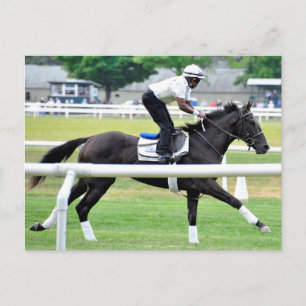 Virginia Derby Winner "War Dancer" Postcard