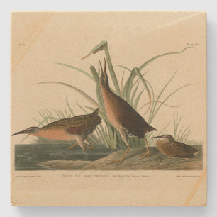 Virginia Rail from Audubon's Birds of America Stone Coaster