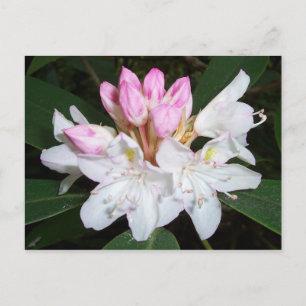 Virginia Rhododendron Postcard
