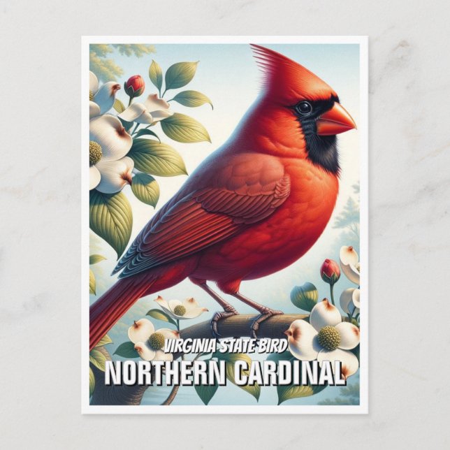 Virginia State Bird Northern Cardinal Postcard (Front)