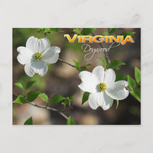 Virginia State Flower: Flowering Dogwood Postcard