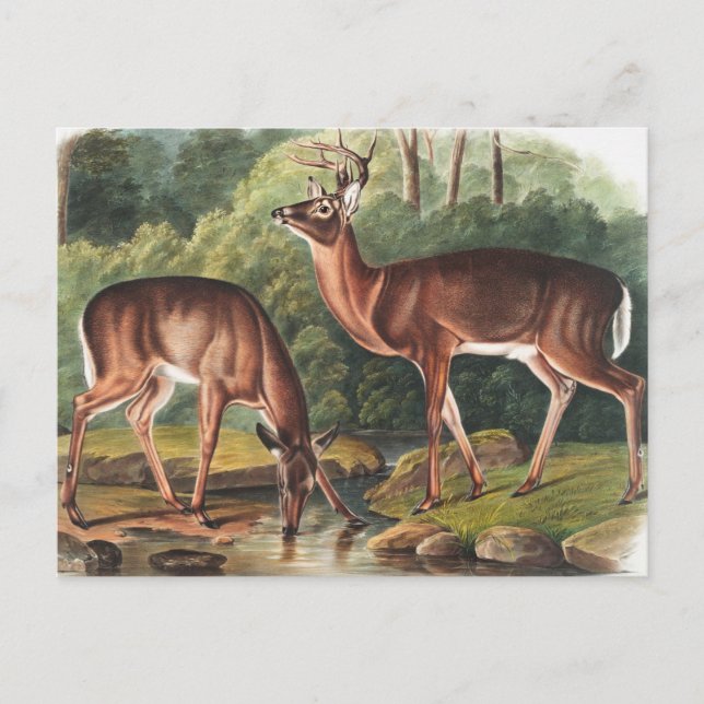Virginian Deer (Cervus Virginianus) Illustration Postcard (Front)