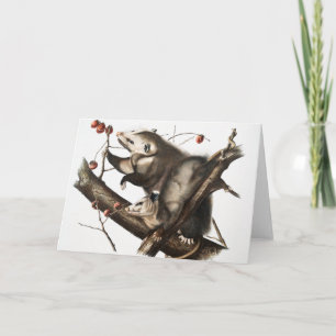 Virginian Opossum Didelphis Virginia Illustration Card