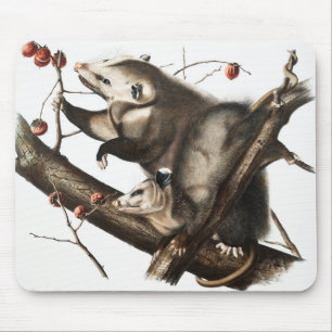 Virginian Opossum Didelphis Virginia Illustration Mouse Pad