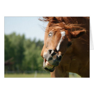 Visage amusant du cheval capturé