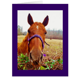 Visage Brown de cheval de gingembre