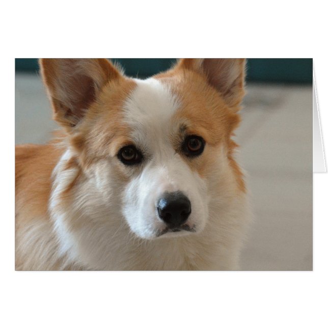 visage de corgi de gallois de pembroke (Devant horizontal)