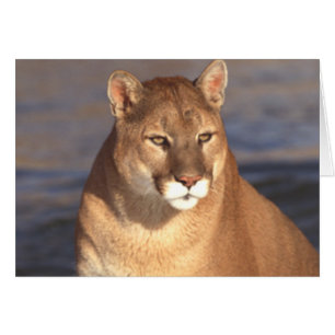Visage de puma