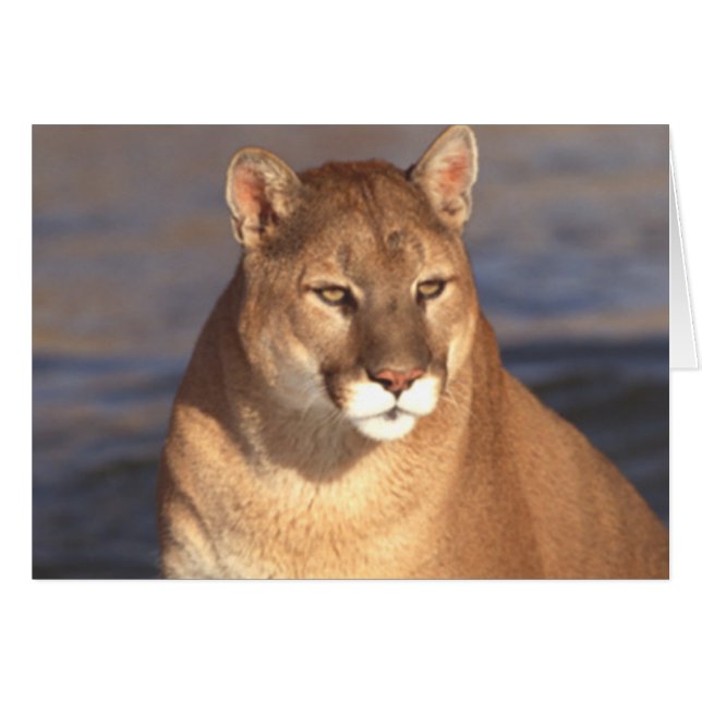 Visage de puma (Devant horizontal)