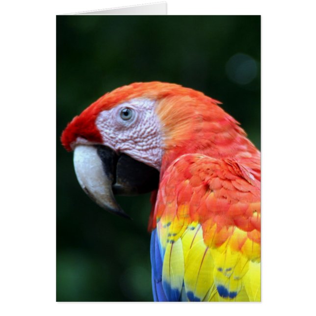 visage de scarlet macaw (Devant)