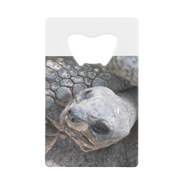 Visage de tortue (Devant)