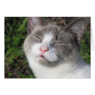 Visage Kitty