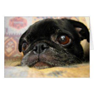 Visage noir de chiot de carlin